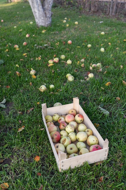 Harvest in autumn apples in a wooden box under an apple tree