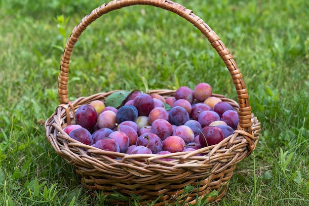 Harvest in a basket fresh plums in the summer garden in countryside