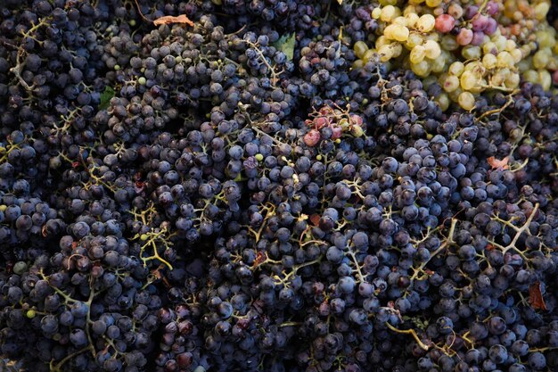 ワイン生産のためのブルーブドウの収