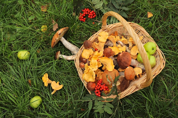 Foto raccolta di porcini, finferli in un cesto con mele e bacche di sorbo sull'erba.