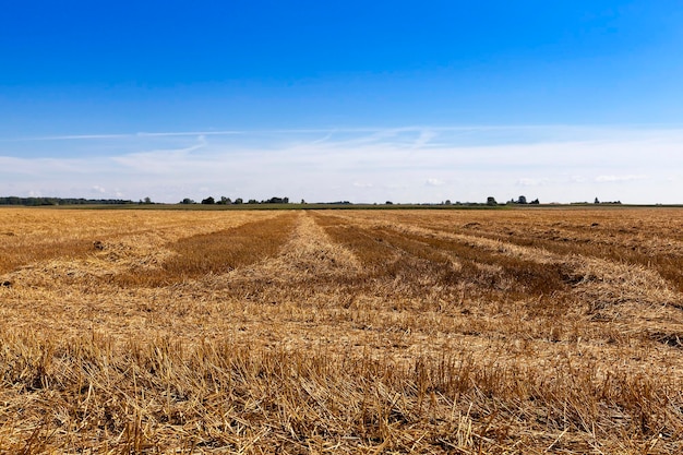 Harvest of cereals