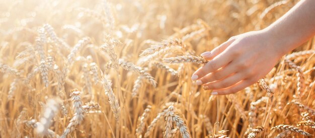 Harvest concept close up of female hand in the wheat field with copy space gold wheat field banner