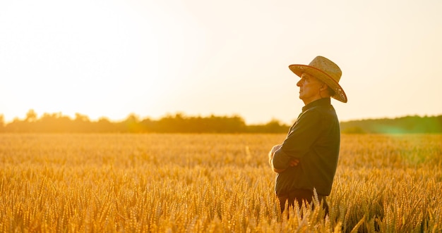 収穫の概念。麦畑に沈む夕日。帽子をかぶった農夫の周りの黄色い小麦の穂。自然写真をクローズアップ。豊作のアイデア。
