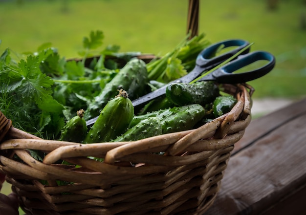 Harvest cucumbers in a basket on wooden background outdoors