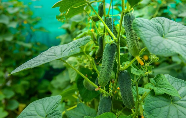 Harvest cucumbers on the branches. Selective focus. Nature.