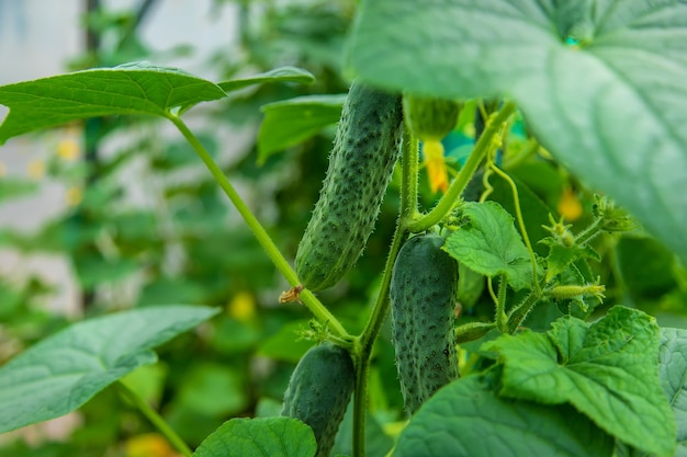 Harvest cucumbers on the branches. Selective focus. Nature.