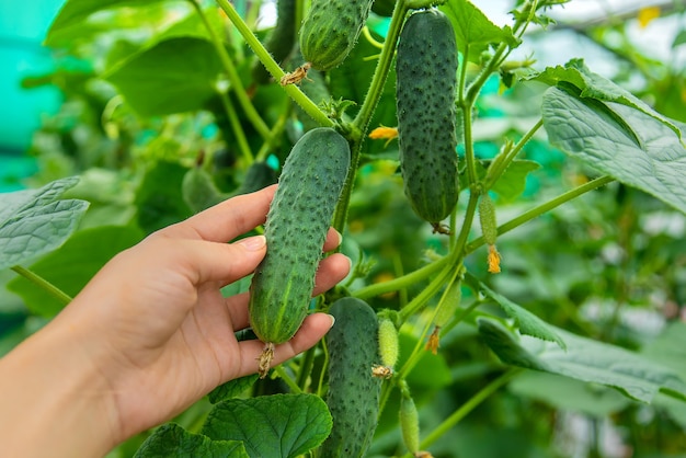 Harvest cucumbers on the branches. Selective focus.