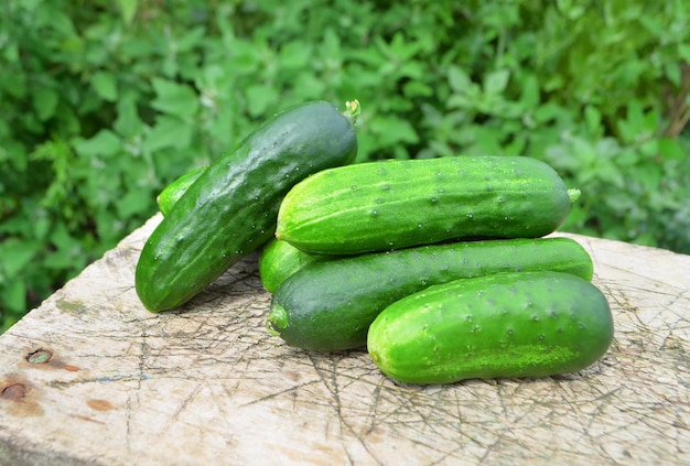 Harvest cucumbers on the wooden background