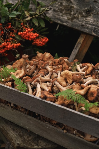 A harvest of different edible raw summer and autumn mushrooms and branch of red rowan berries
