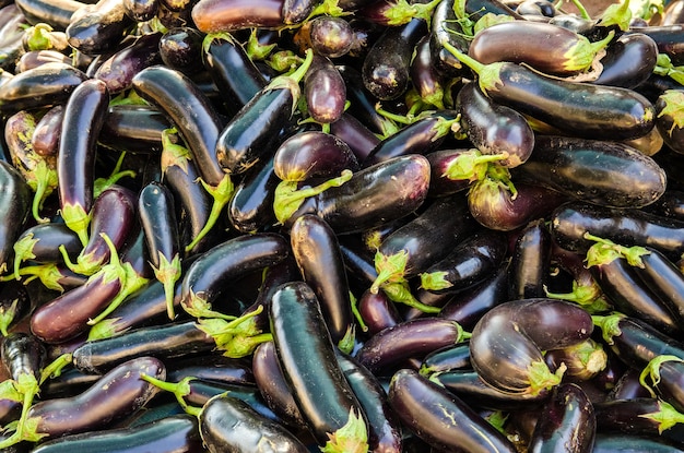 Harvest of eggplants lies on a pile Organic vegetables Harvesting aubergine Agriculture crops Selective focus