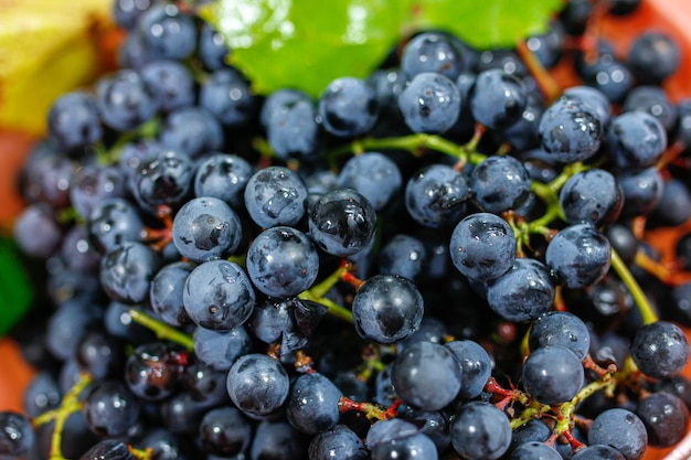 harvest fresh blue isabella grapes