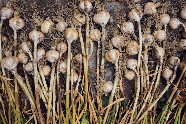 Harvest of fresh garlic