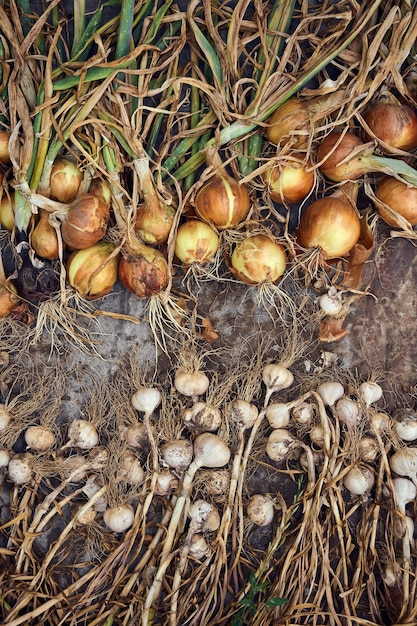 Harvest of fresh golden onions and garlic