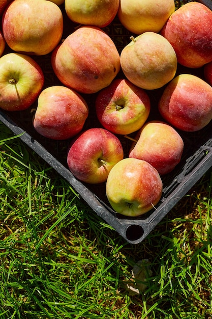 Harvest of fresh organic red apples in the black boxes