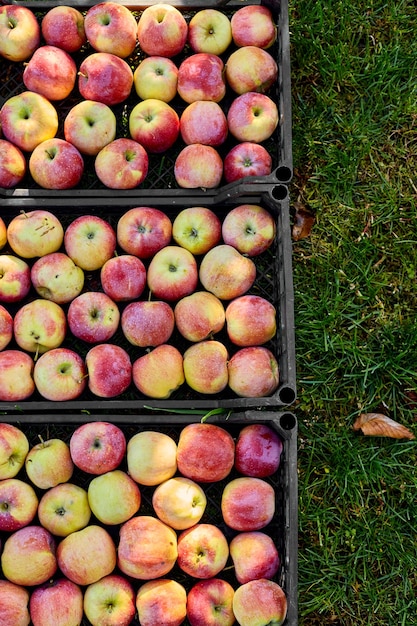 Premium Photo  Harvest of fresh organic red apples in the black boxes