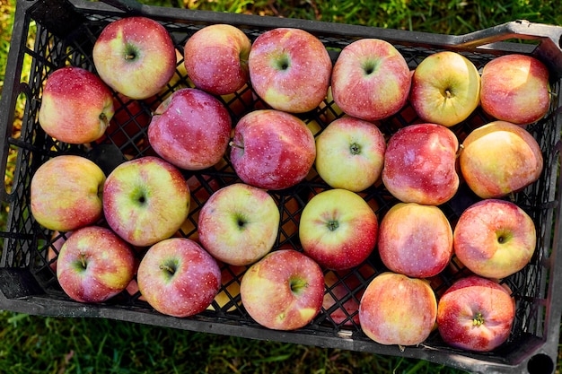 Harvest of fresh organic red apples in the black boxes