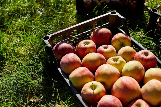 Harvest of fresh organic red apples in the black boxes