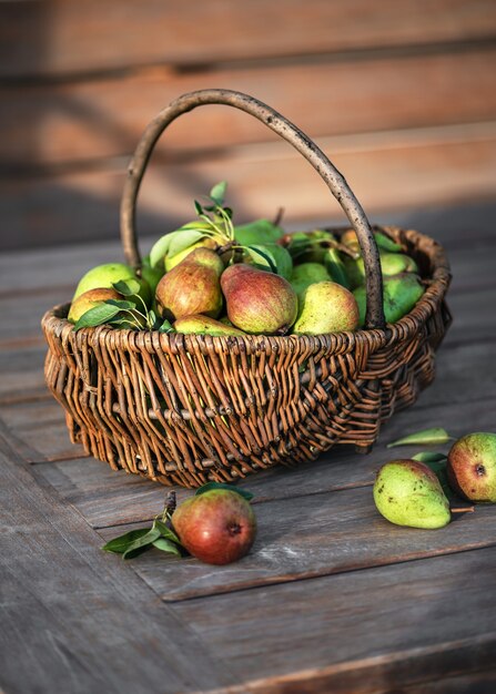 Harvest of fresh organic ripe pears with leaves in the wicker basket on the old wooden garden table