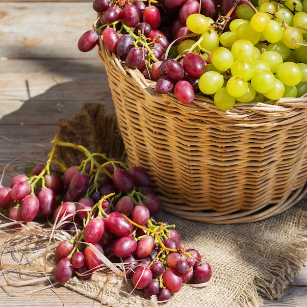 Harvest of fresh organic wine grapes in the basket autumn