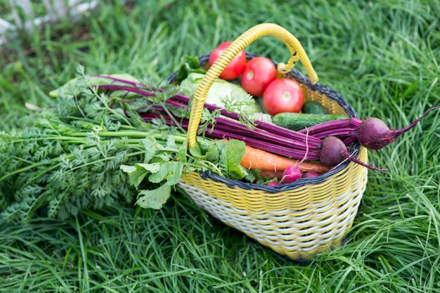 Harvest of fresh vegetables in the garden