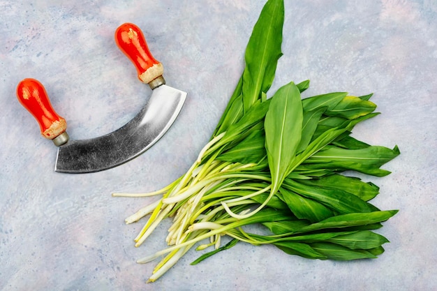 Harvest of fresh wild garlic