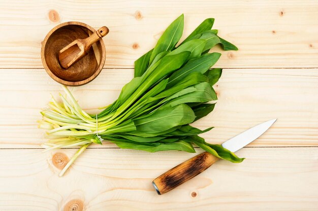 Harvest of fresh wild garlic