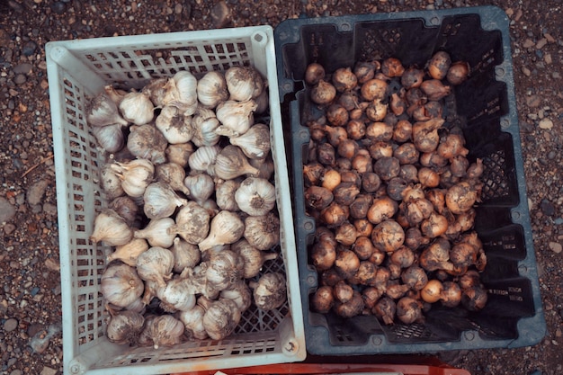 The harvest of garlic and onions lies in different boxes