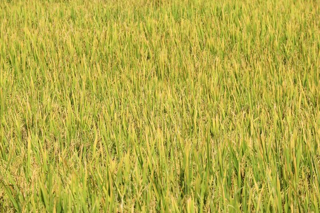 Harvest golden organic rice plant farm background.