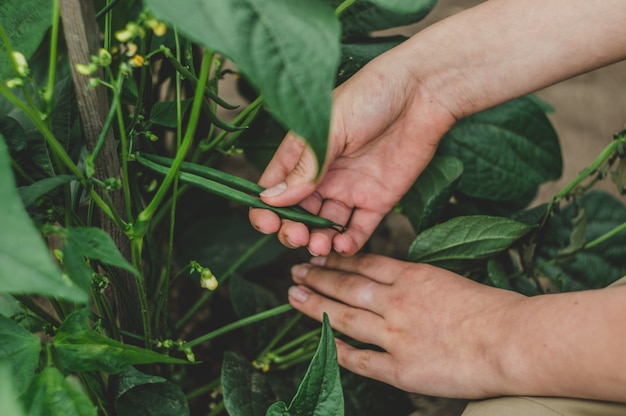 Harvest of green beans in a garden.