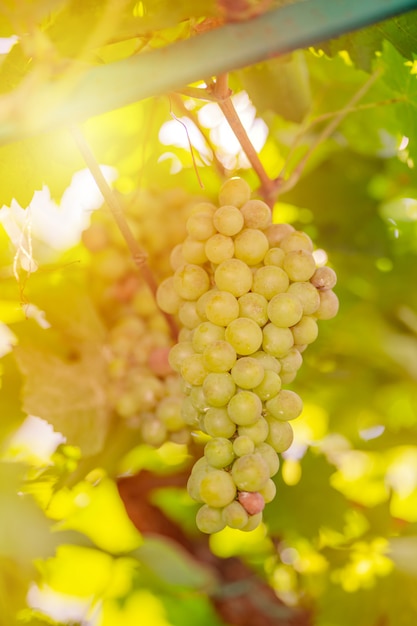 緑と青ブドウの収穫。畑のブドウ畑はワイン用のブドウを熟成