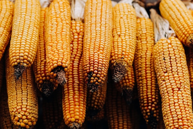 Harvest heads of corn hanging in a farm for animal feed