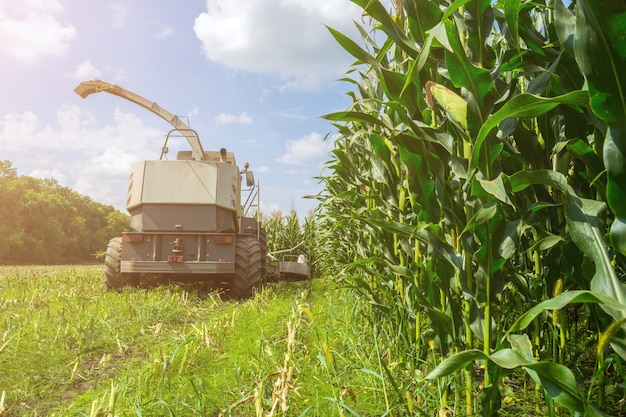 Harvest of juicy corn silage by a combine harvester and transportation by trucks