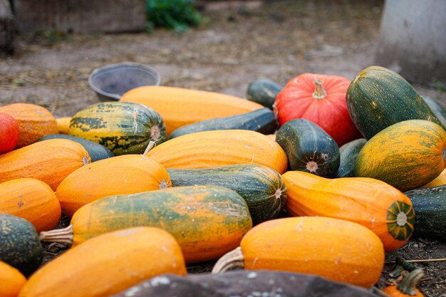 harvest large pumpkins and watermelons on farm land