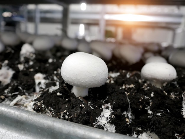 Foto la raccolta dei funghi che crescono funghi in fabbrica