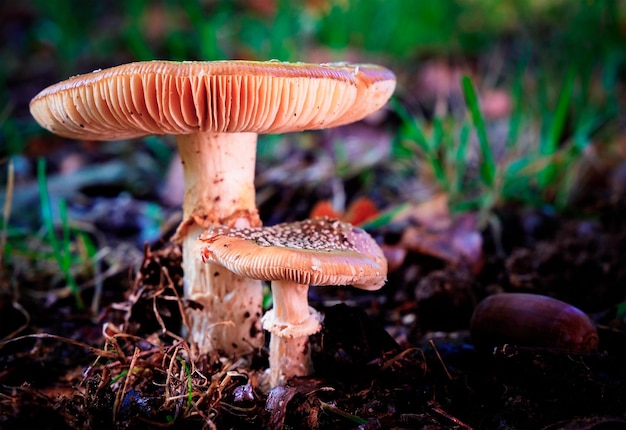 Сбор грибов медовый гриб Armillaria mellea из семейства съедобных грибов в осеннем лесу