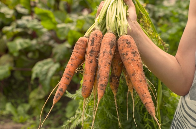 Фото Урожай сладкой моркови в руках фермера