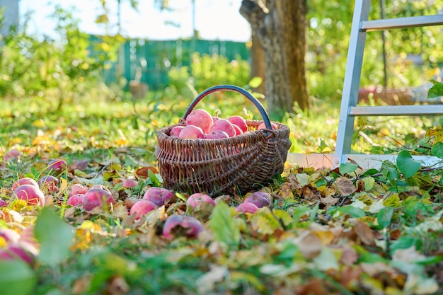 Harvest of organic natural ripe red apples in basket in autumn garden