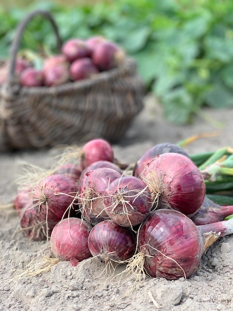 Foto raccogliere il concetto di cipolla biologica di verdure biologiche