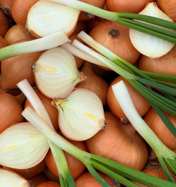 Foto raccolta di cipolle biologiche concetto di ortaggi biologici