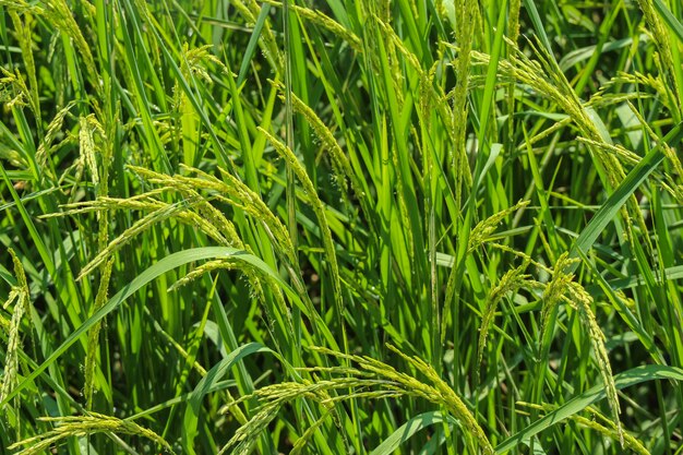 Harvest organic Thai rice plant farm background.