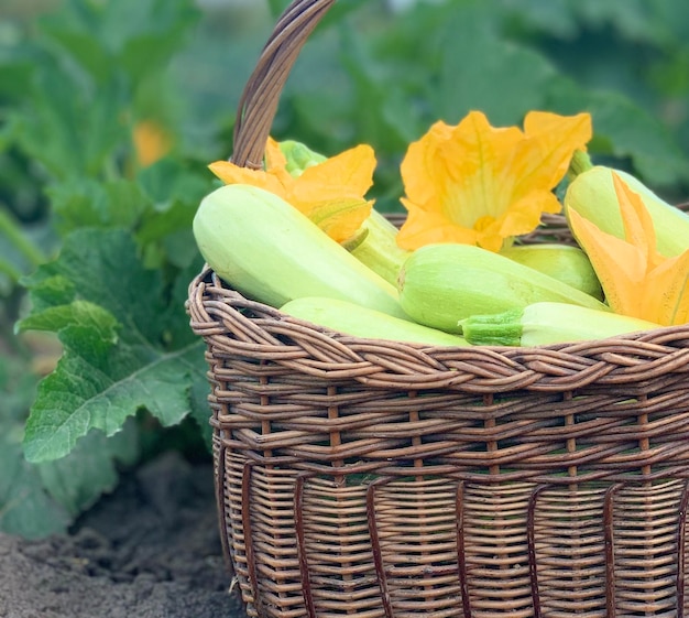 Photo harvest organic vegetable concept of organic vegetables