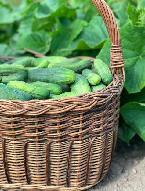 Foto raccogliere verdure biologiche concetto di verdure biologiche