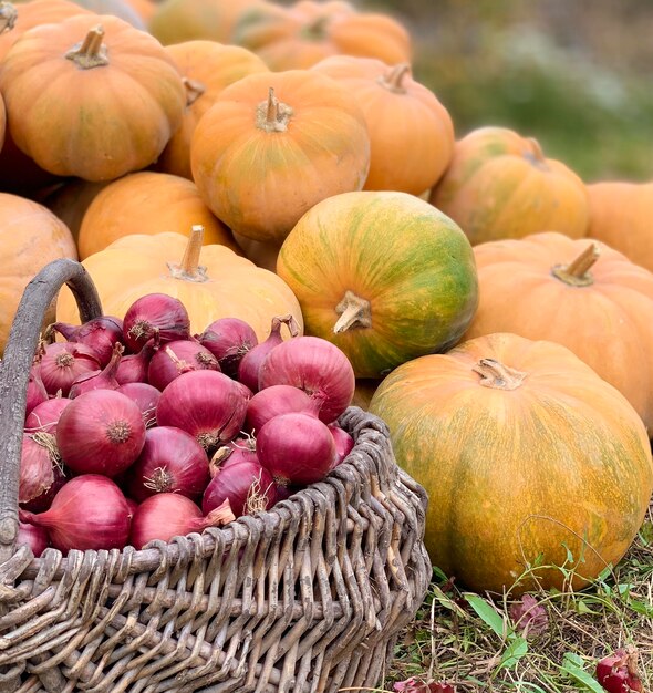 Photo harvest organic vegetables concept of organic vegetables