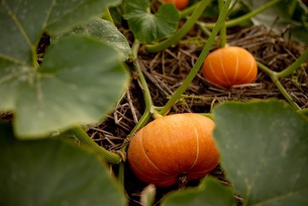 Harvest organic vegetables large orange pumpkins growing on bed in garden autumn fall view on countr