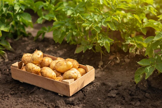 harvest of potatoes in box