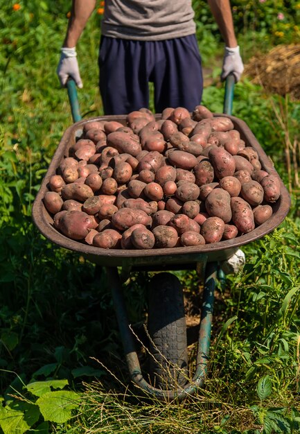 남자 농부의 정원에서 감자를 수확하십시오. 선택적 초점입니다. 자연.