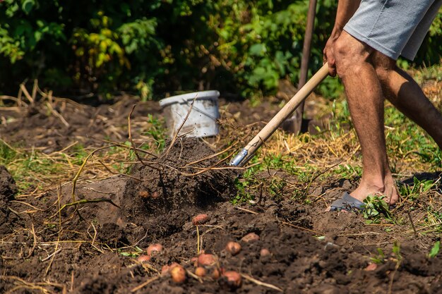 Harvest potatoes in the garden of a man farmer. Selective focus. Nature.