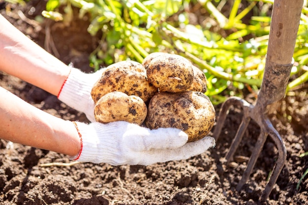 Harvest potatoes in the hands of a man close up