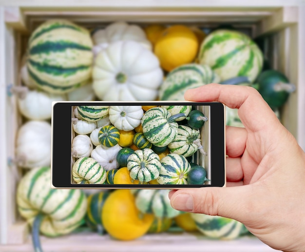 Harvest of pumpkins in a wooden box on the smartphone screen Farm vegetables in agriculture