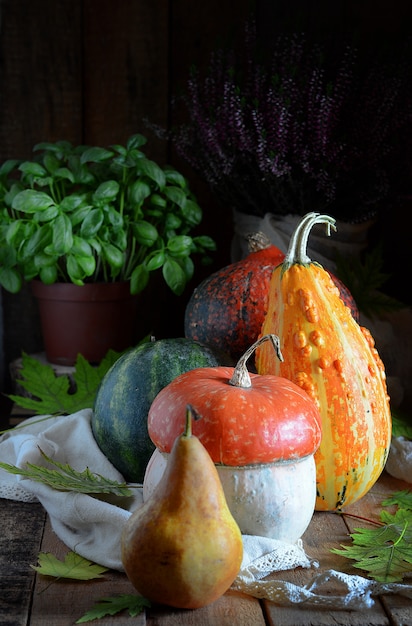 Harvest of Pumpkins.